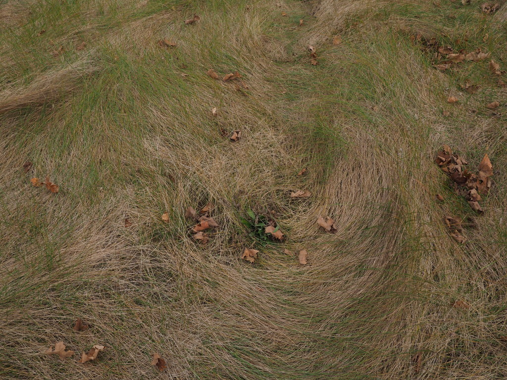Grass Swirls by selkie