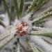 Snowy Ponderosa Pine by harbie