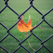 Caught in a Fence by rosiekerr