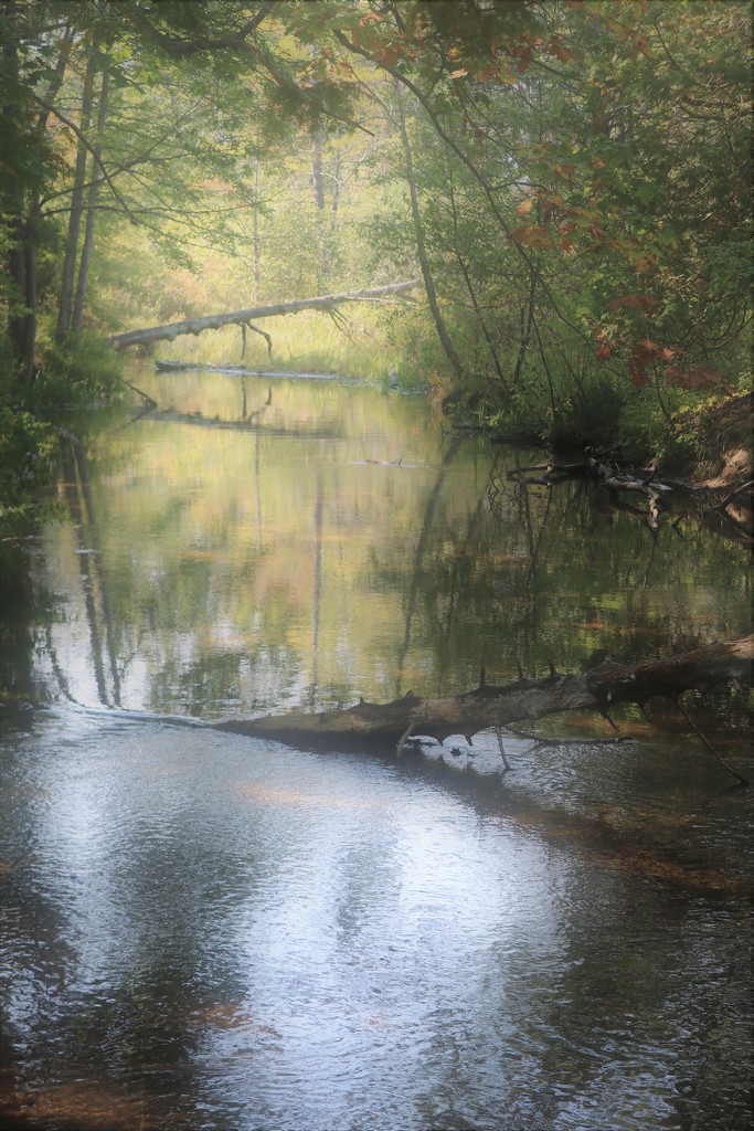 2 trees by edorreandresen