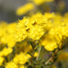 Outback Wildflowers of SW of Western Australia 7 by leestevo