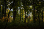 2nd Nov 2017 - Forêt domaniale d'Hesdin 