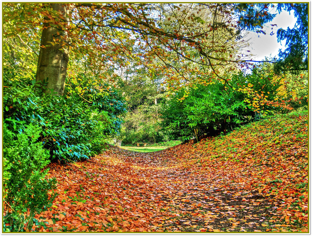 A Leafy Path by carolmw