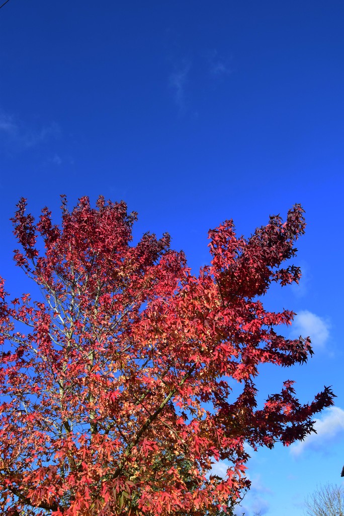 autumn foliage by ianmetcalfe