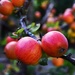 autumn fruit by ianmetcalfe