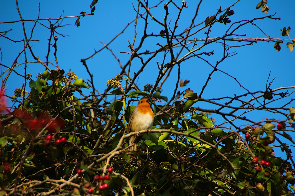 Robin In A Tree by davemockford