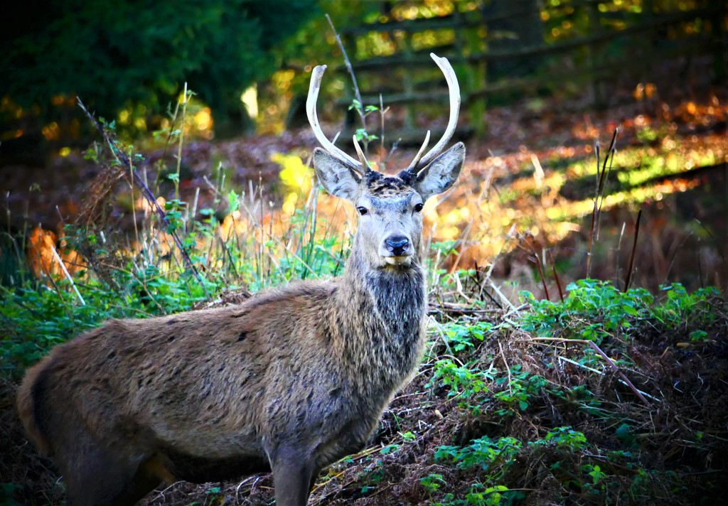 Bradgate Deer by carole_sandford