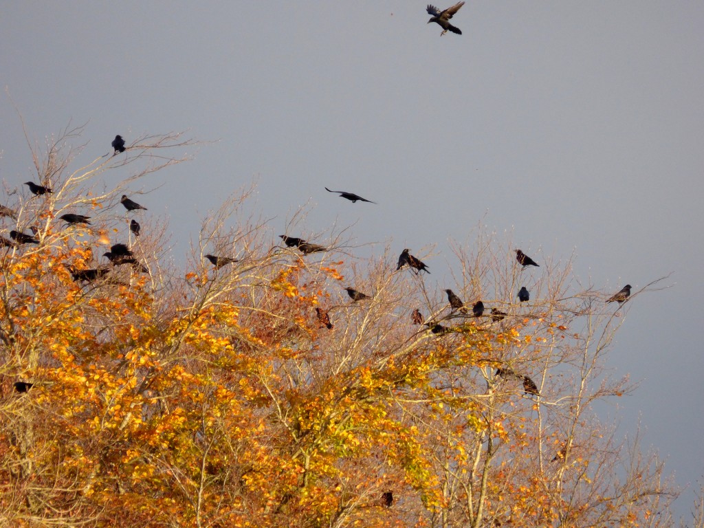 Crow roost by julienne1