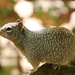 Rock Squirrel on Watch Duty by terryliv