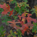 Colors of Pennsylvania 10 by loweygrace