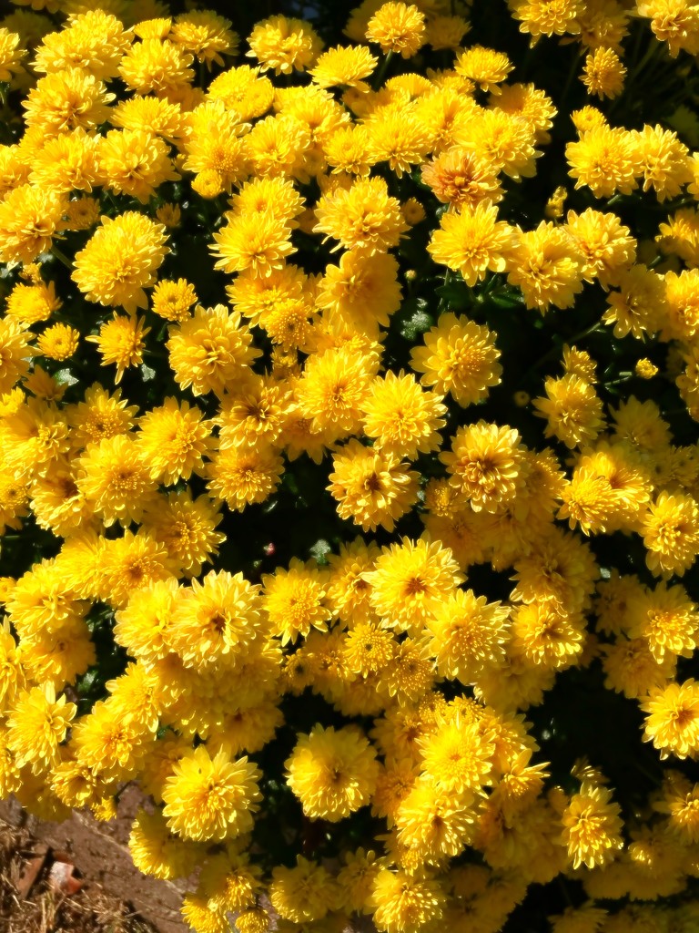Chrysanthemum, “The Golden Flower”  by louannwarren