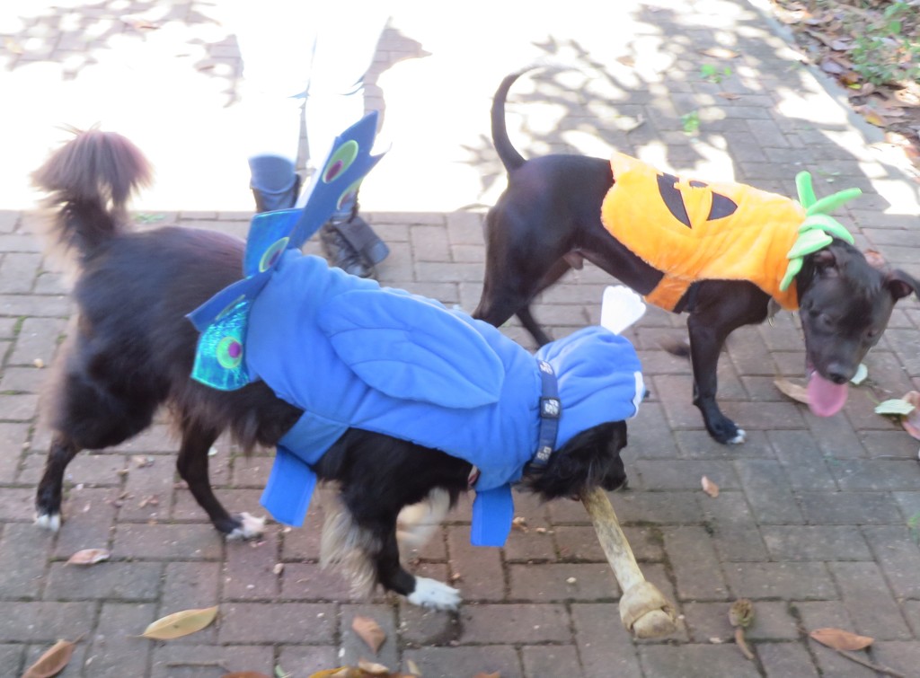 Doggie Halloween Party by margonaut