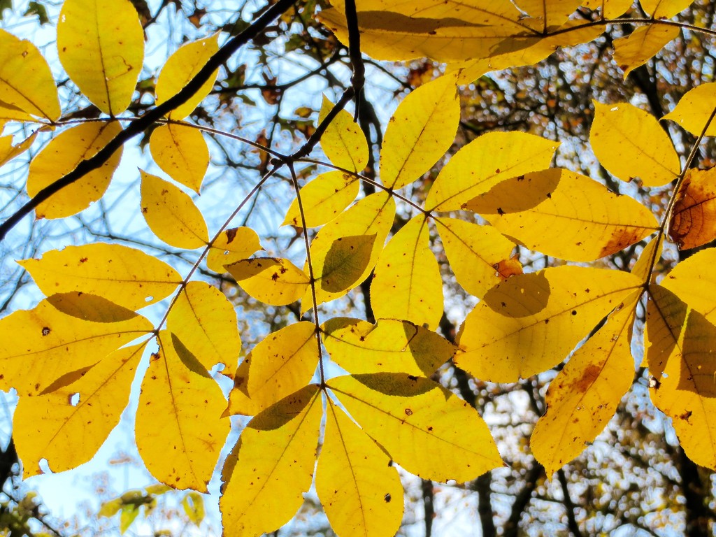 Autumn leaves by margonaut