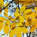 Autumn leaves by margonaut
