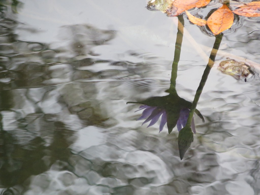 Water lily reflection  by margonaut