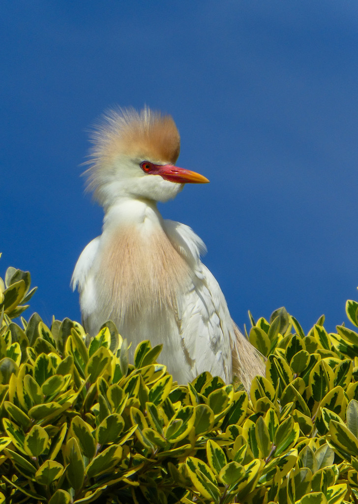 One of the last Cattle Egret's till next year..... by ludwigsdiana