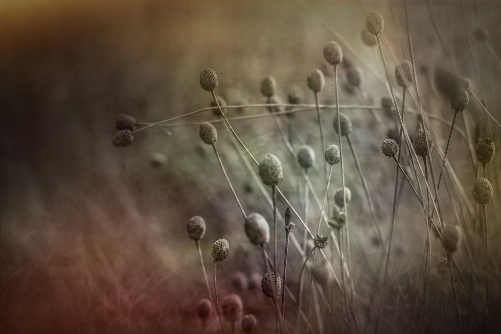 Seed Pods  by taffy