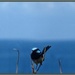 Seaside wrens by robz