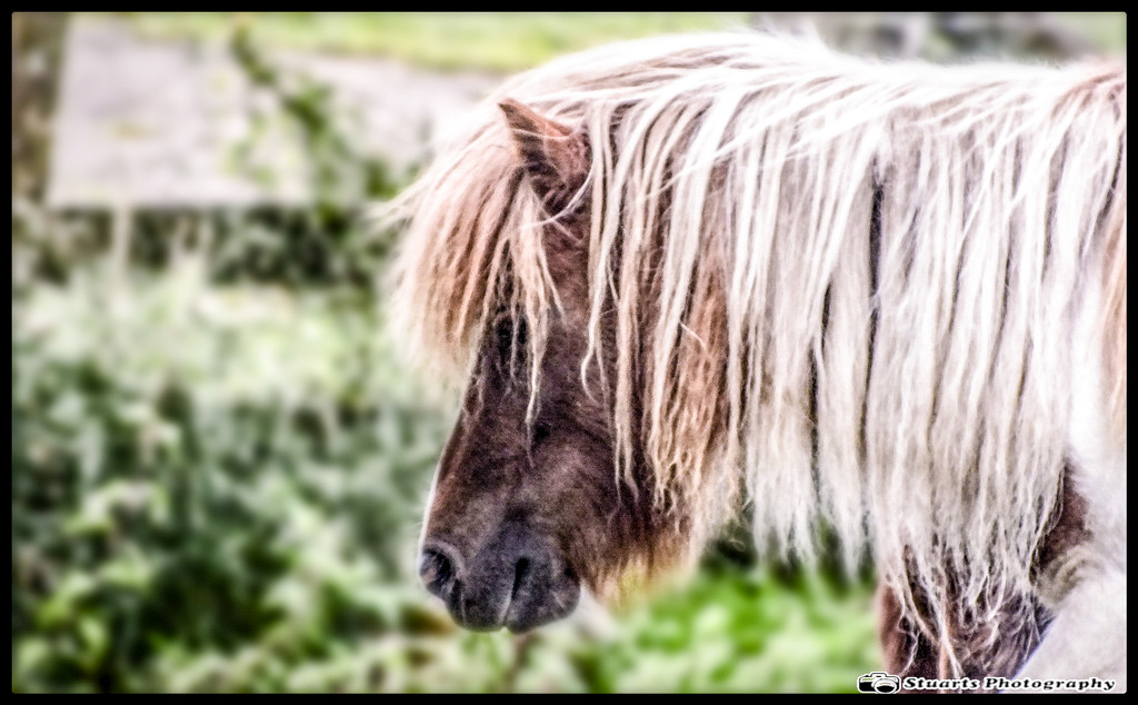 Scruffy the pony by stuart46