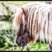 Scruffy the pony by stuart46