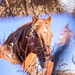 vortographic horse by aecasey