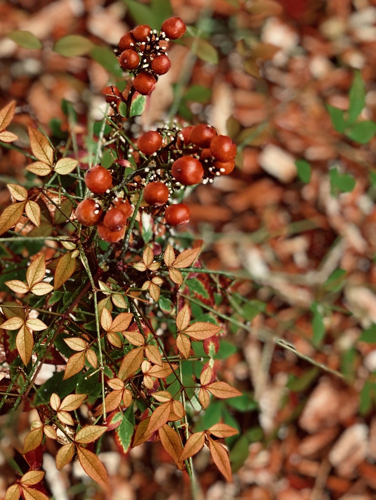The Nandina that’s all berries, no leaves by louannwarren