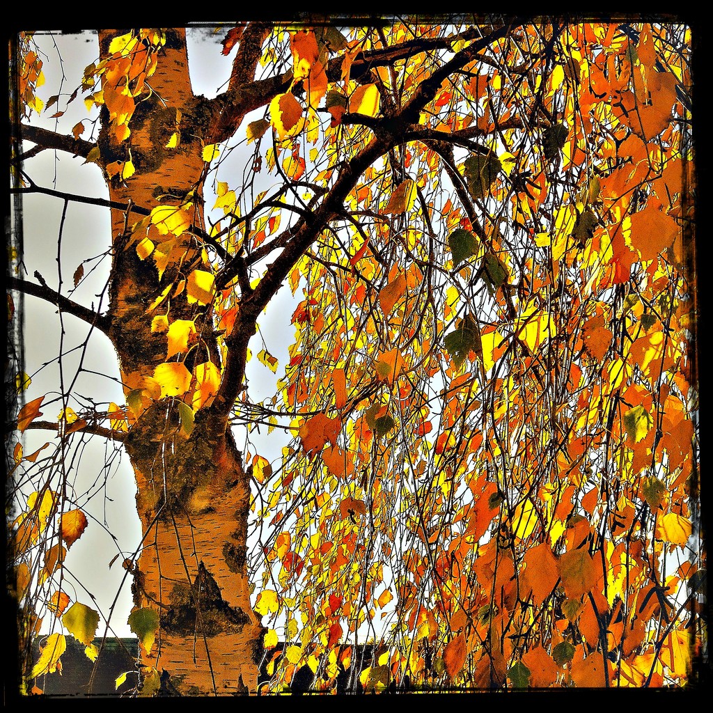 Autumn - Silver Birch  by beryl