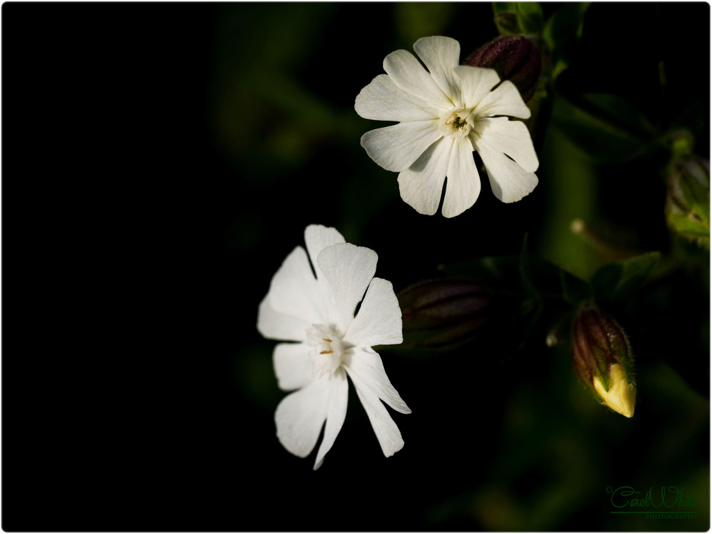 White Campion Still In Flower (best viewed on black) by carolmw