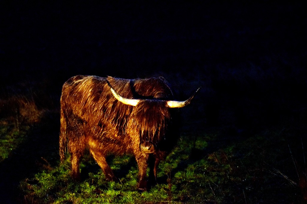 cow at night by christophercox