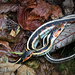 Snakes by jgpittenger