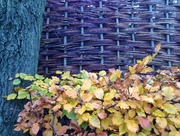 13th Nov 2017 - Barriers#trees, hedge, fence