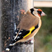 Goldfinch by bigmxx
