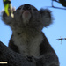 eyes to the sky by koalagardens