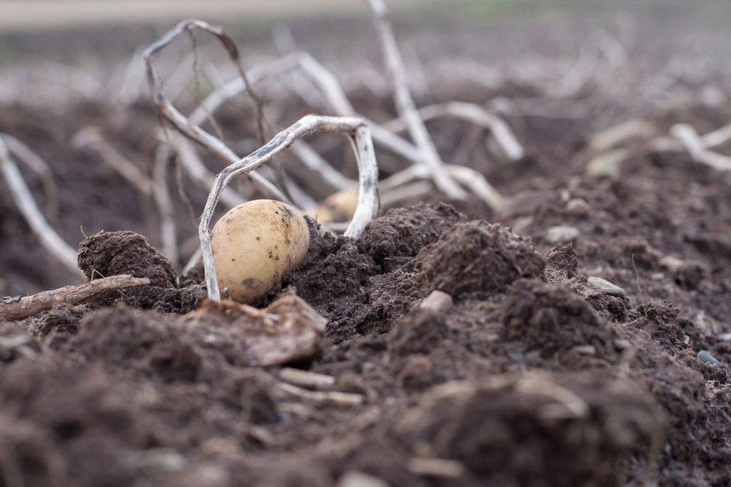 Potato field by callymazoo