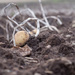 Potato field by callymazoo