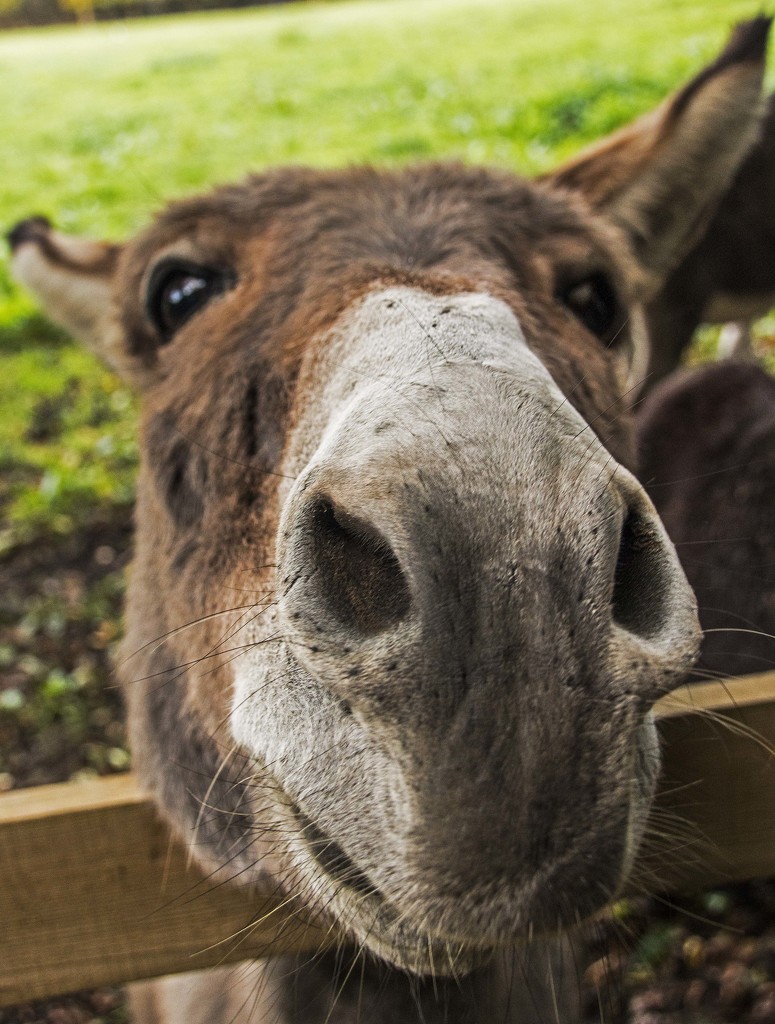 There is something about a donkey by shepherdman
