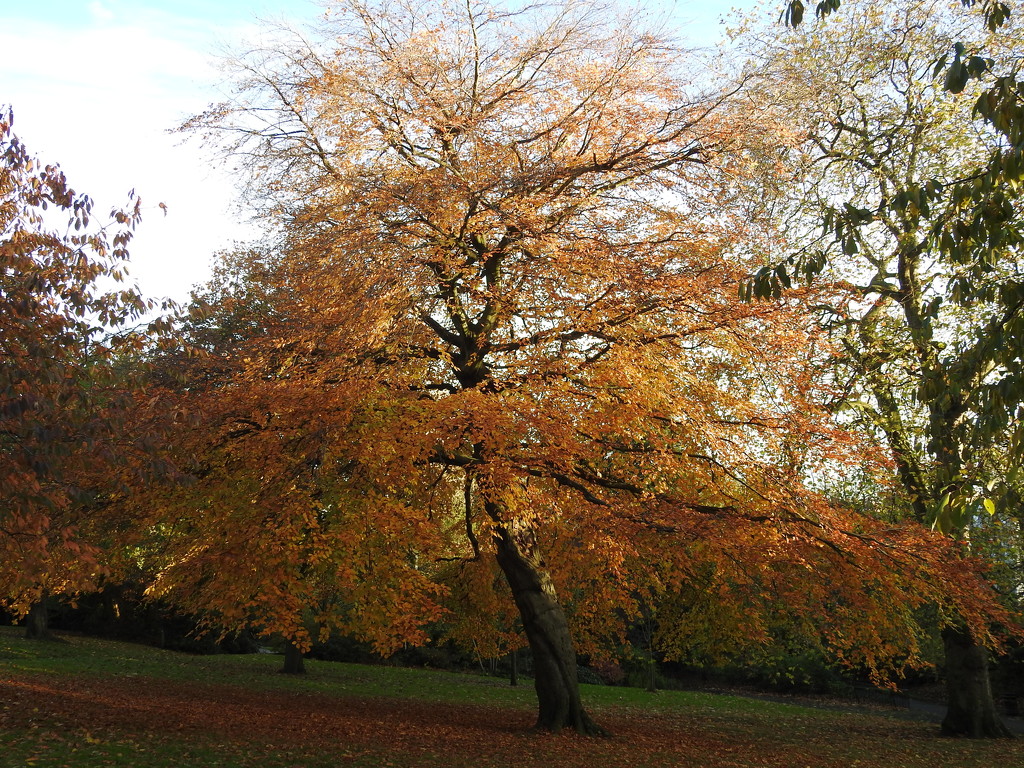 Autumn in the Arboretum  1 by oldjosh