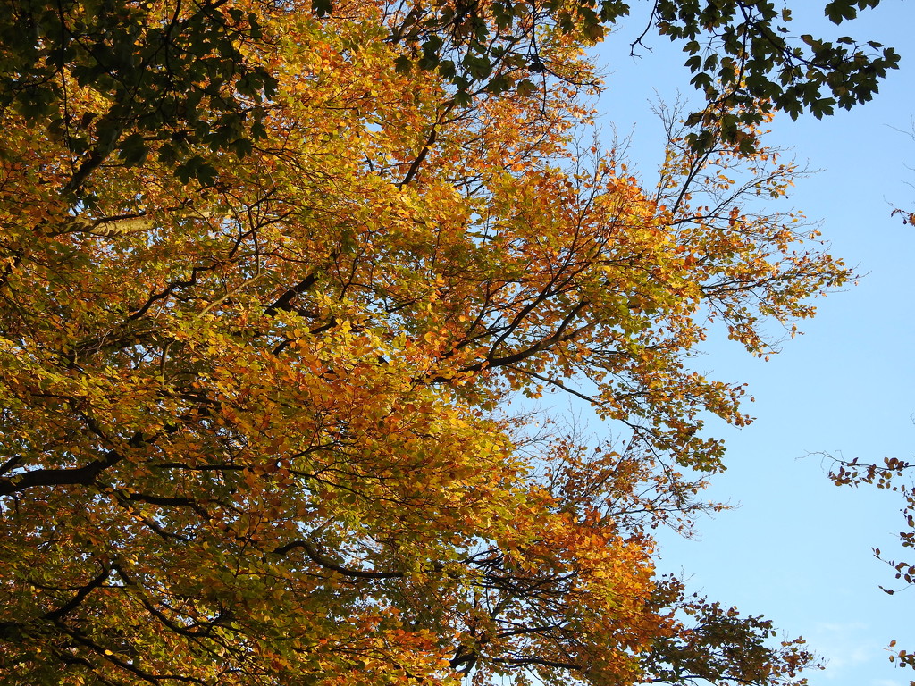 Autumn in the Arboretum  2 by oldjosh