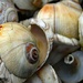 Seashells by kathyo