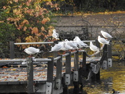 10th Nov 2017 - Gulls in the Park