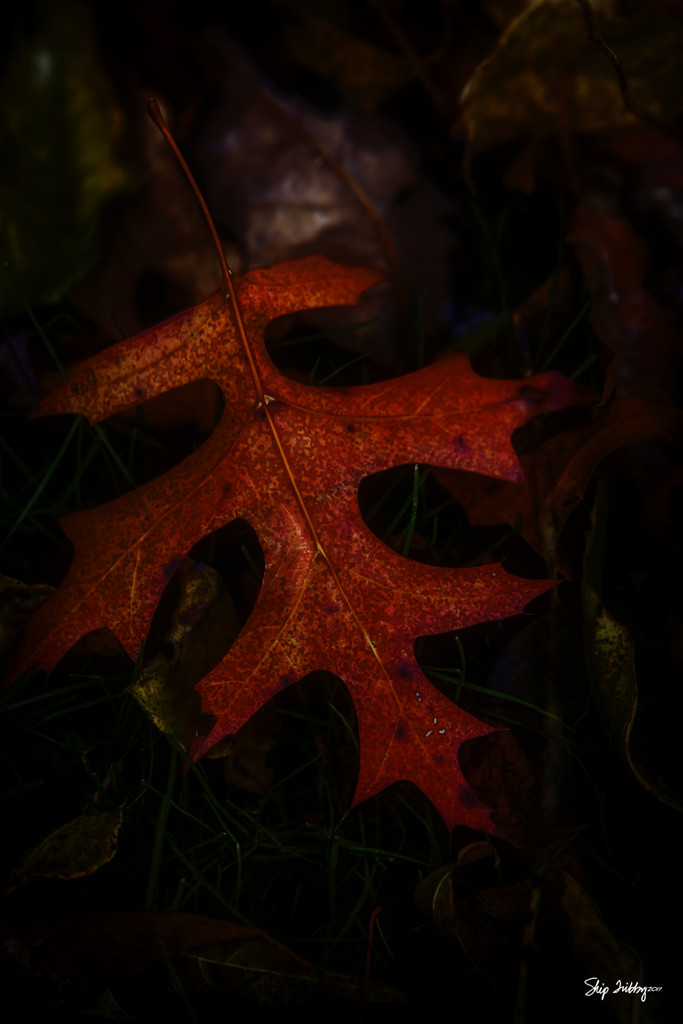 Last Vestiges of Fall by skipt07