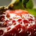 Stawberry by yorkshirekiwi