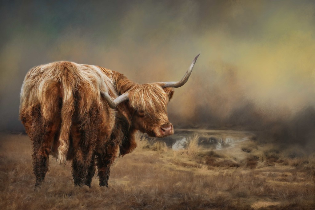 Highland cattle by shepherdmanswife