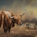 Highland cattle by shepherdmanswife