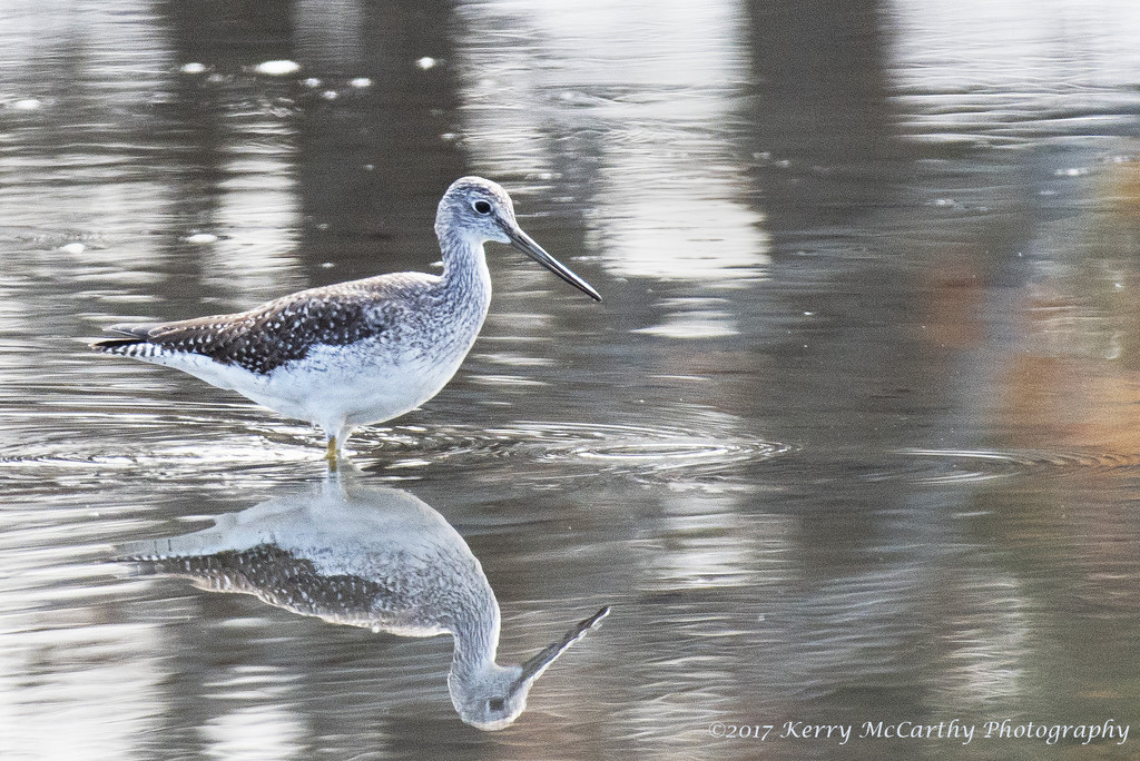 Greater yellow legs mirrored by mccarth1