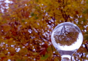 14th Nov 2017 - Autumn Refracted In a Bottle Stopper