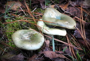 10th Nov 2017 - Three mushrooms