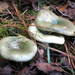 Three mushrooms by homeschoolmom
