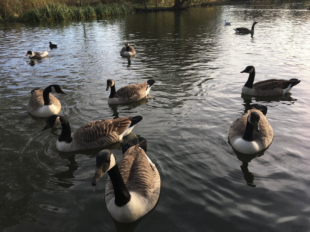 Canada Geese  by 365projectmaxine