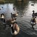 Canada Geese  by 365projectmaxine